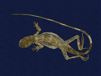 藏品(斯文豪氏攀蜥)的圖片